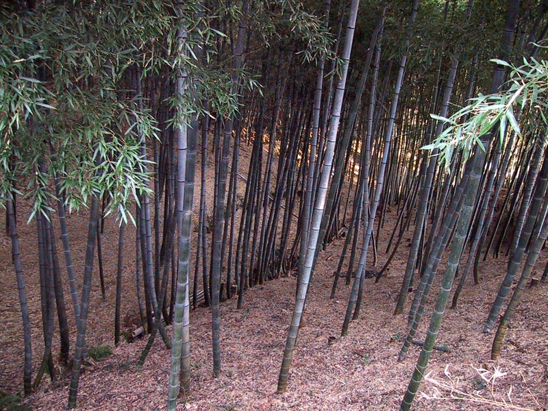 Bamboo forest behind Fushimi Inari