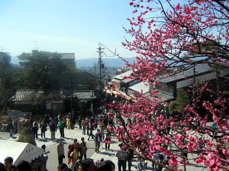 Cherry blossoms near Kiyomizu Dera