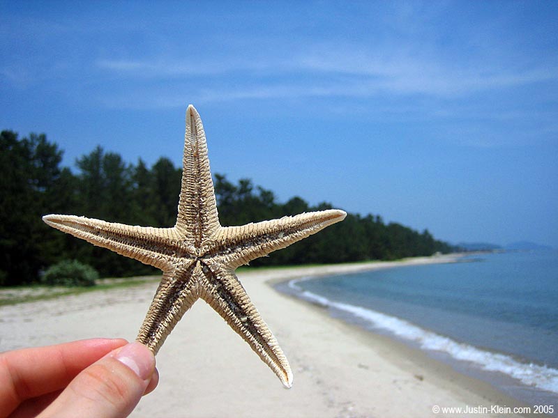 One of many. I tried to bring this one home, but unfortunately it lost the tip of two of its arms