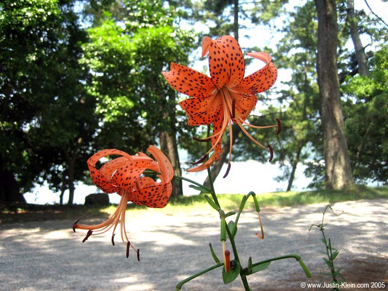 Under the trees that run down the center of the sandbar