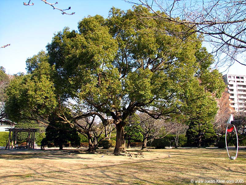 The tree in Central Park under which I slept during the Awa Odori festival this summer. The bench (aka my bed) has been moved.