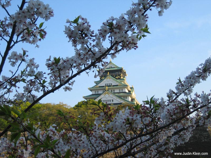 Cherry Blossoms and Osaka Castle. 