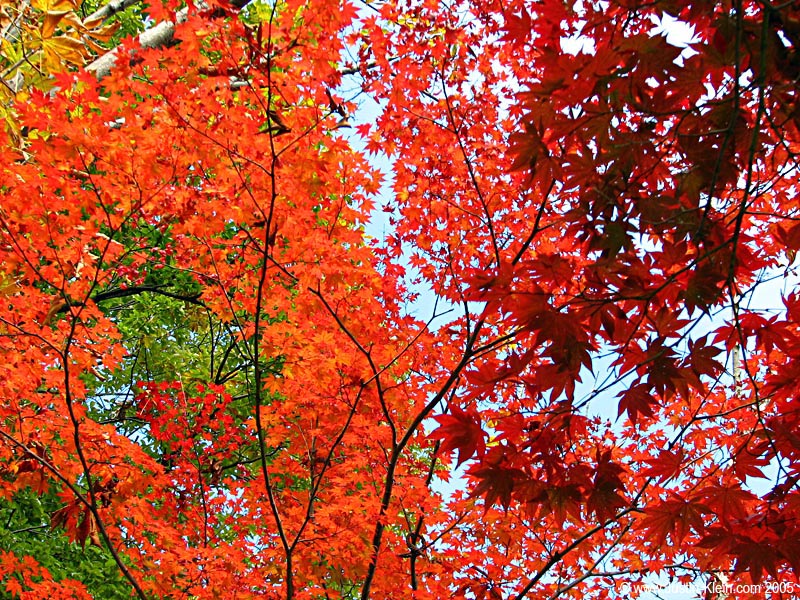 Fall leaves in Takaragaike Park.