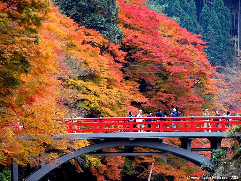 Autumn leaves at their climax.