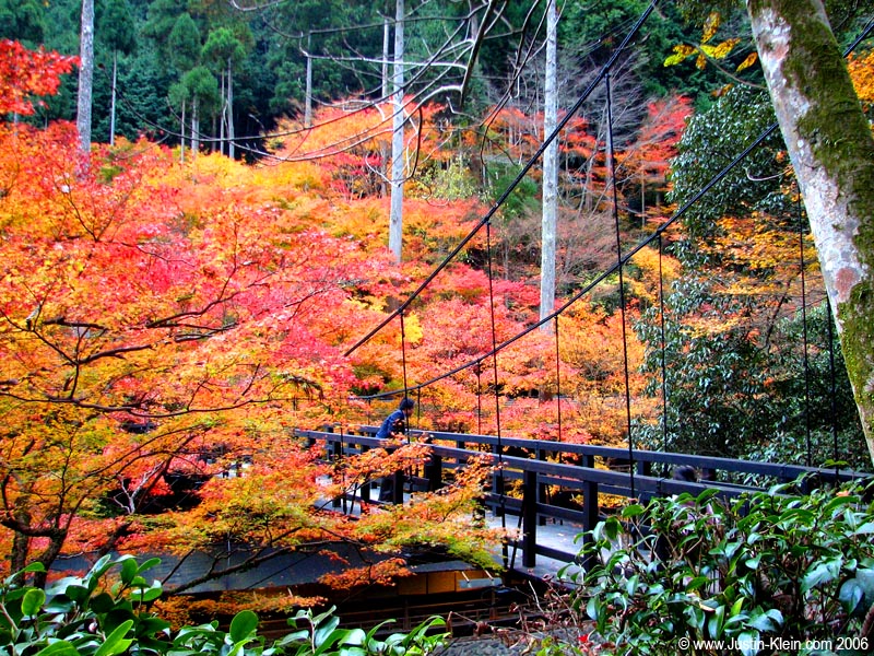 An overgrown bridge.