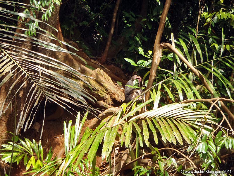 For those of you fortunate enough <i><u>not</u></i> to’ve met one, I’ll fill you in on a little secret: wild monkeys are dicks. Always keep your distance.