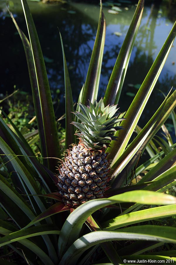 Interesting – I never even knew how pineapples grow.