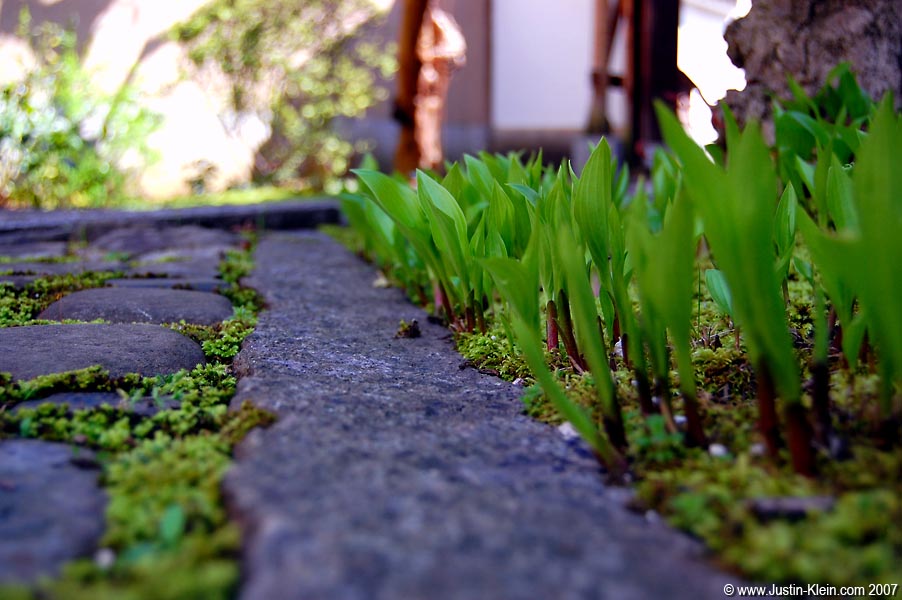 On the stone path of a Kyoto temple
