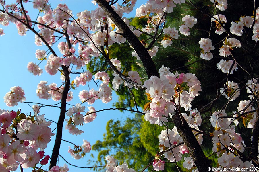 Cherry blossoms on a sunny day in Kyoto