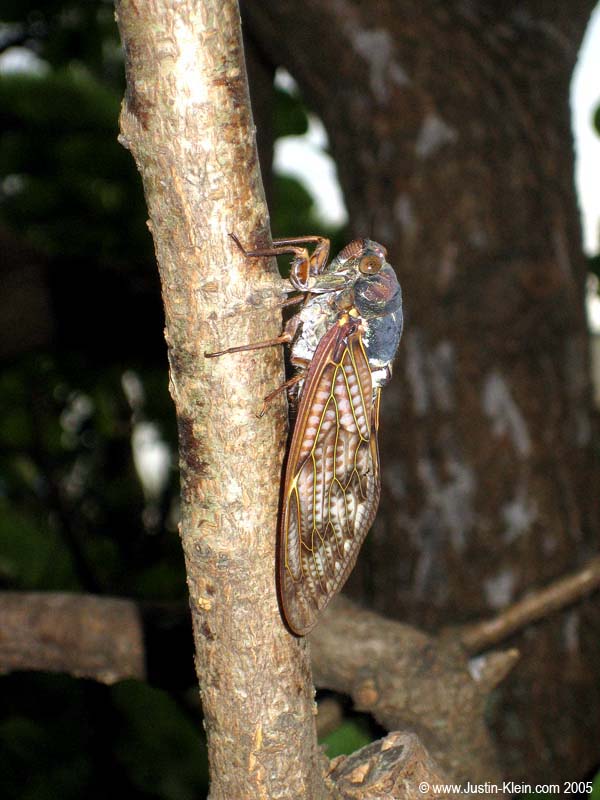 An unsettlingly large Cicada, Kamakura (Post)