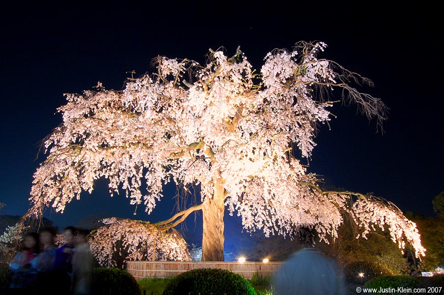 Perhaps the most famous cherry blossom tree in Japan